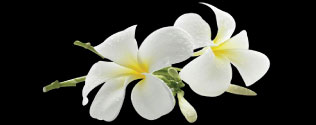 Makhamthai-Thai-spa-product-aromatherapy-frangipani-oil